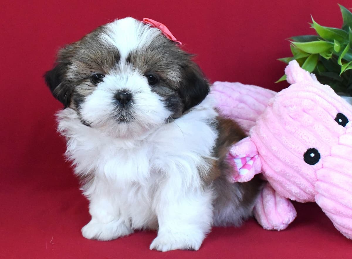 Shih Tzu Puppies breeder image 6