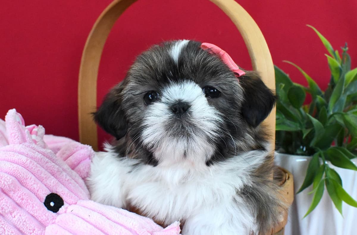 Shih Tzu Puppies breeder image 7