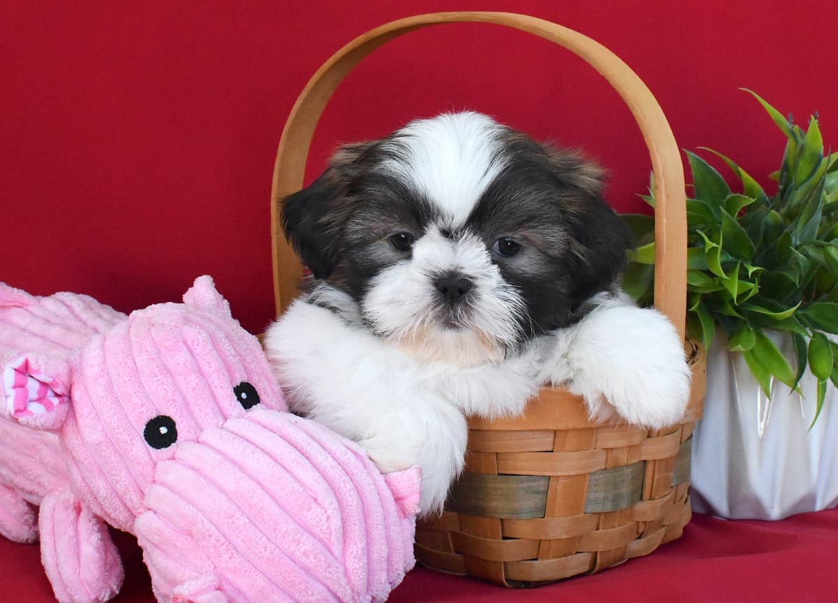 Shih Tzu Puppies breeder image 8