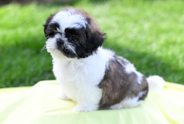 Shih Tzu Puppies media 2