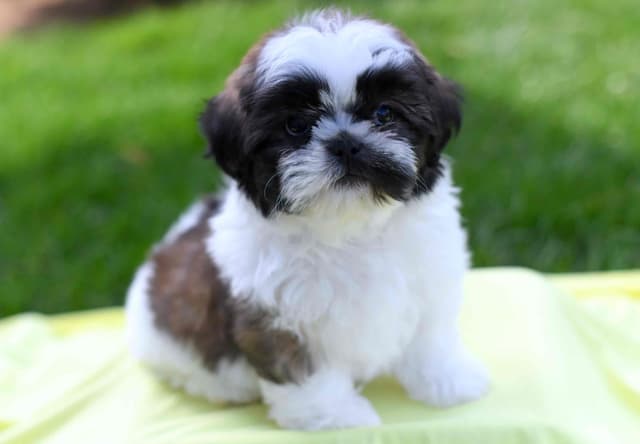 Shih Tzu Puppies media 3