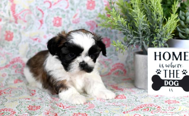 Shih Tzu Puppies media 5