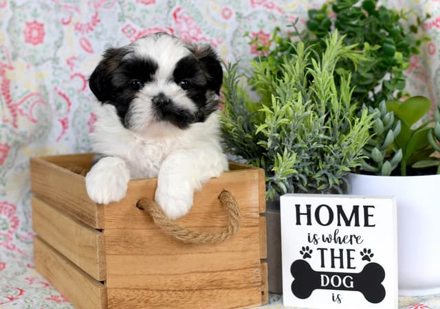 Shih Tzu Puppies media 4