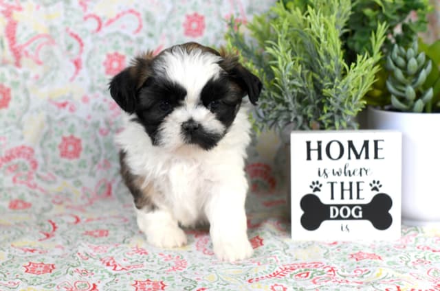 Shih Tzu Puppies media 6