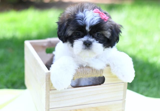 Shih Tzu Puppies media 7