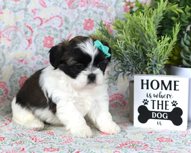Shih Tzu Puppies media 12