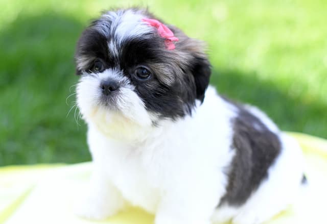 Shih Tzu Puppies media 9
