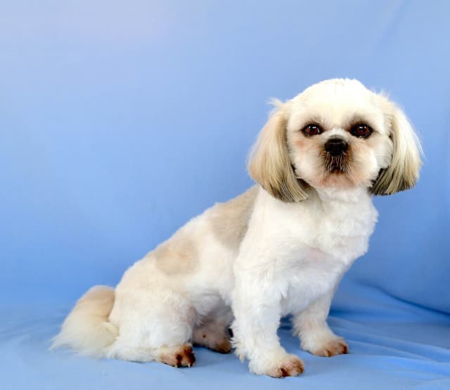 Shih Tzu Puppies media 14