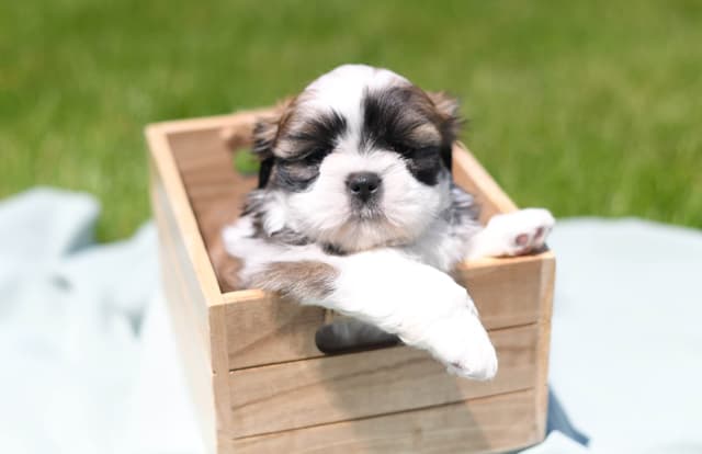 Shih Tzu Puppies media 7