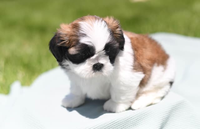 Shih Tzu Puppies media 8