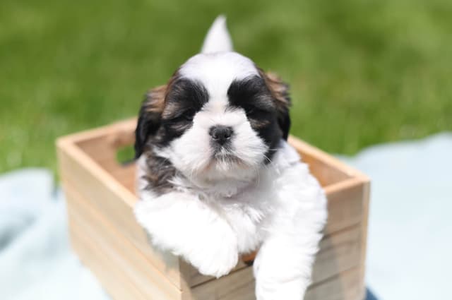 Shih Tzu Puppies media 4