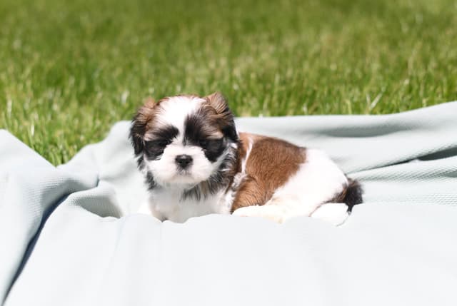 Shih Tzu Puppies media 5