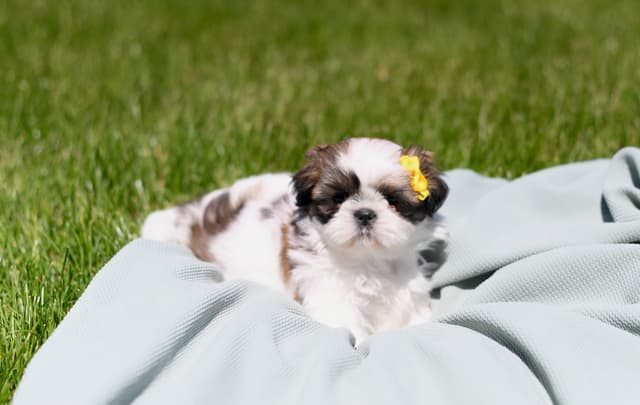Shih Tzu Puppies media 2