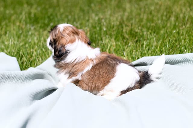 Shih Tzu Puppies media 6