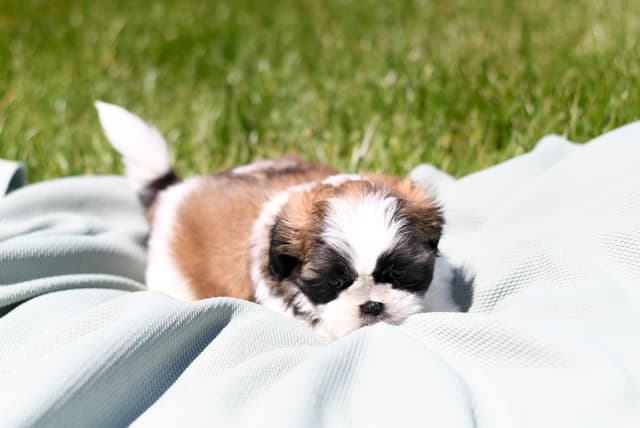 Shih Tzu Puppies media 9