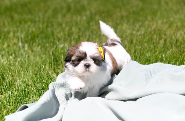 Shih Tzu Puppies media 3