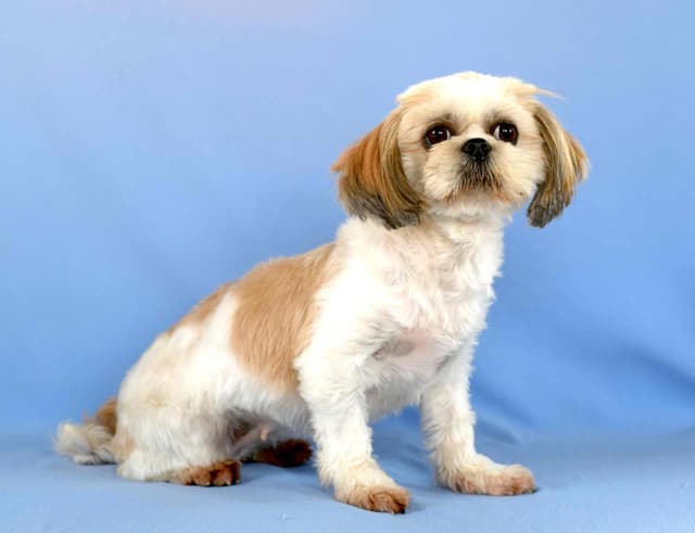 Shih Tzu Puppies media 11