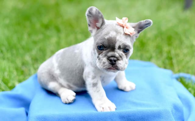 French Bulldog Puppies media 3
