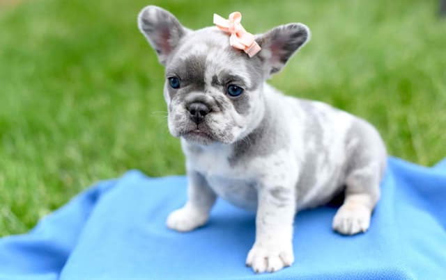 French Bulldog Puppies media 2