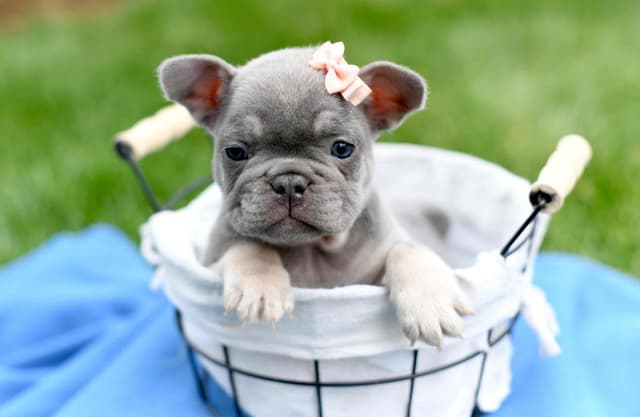 French Bulldog Puppies media 4
