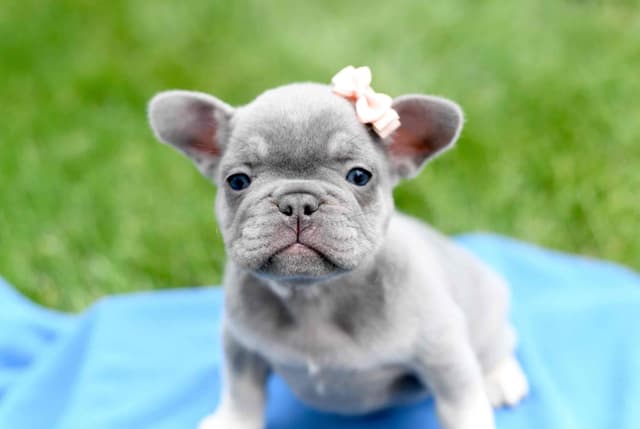 French Bulldog Puppies media 5