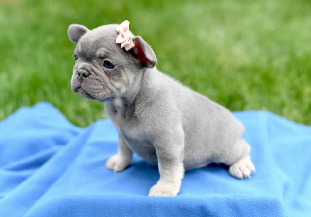 French Bulldog Puppies media 6
