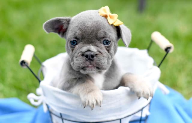 French Bulldog Puppies media 8