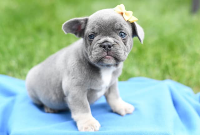 French Bulldog Puppies media 7
