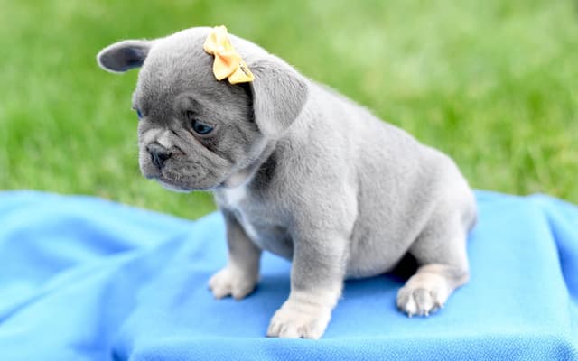 French Bulldog Puppies media 9