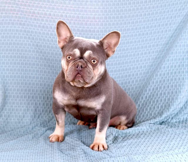 French Bulldog Puppies media 10