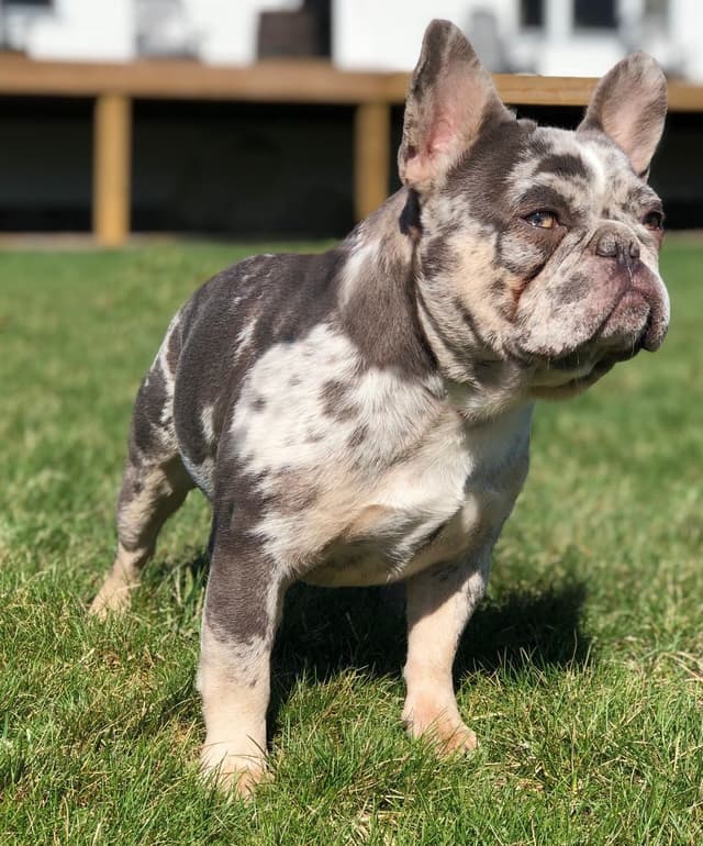 French Bulldog Puppies media 11