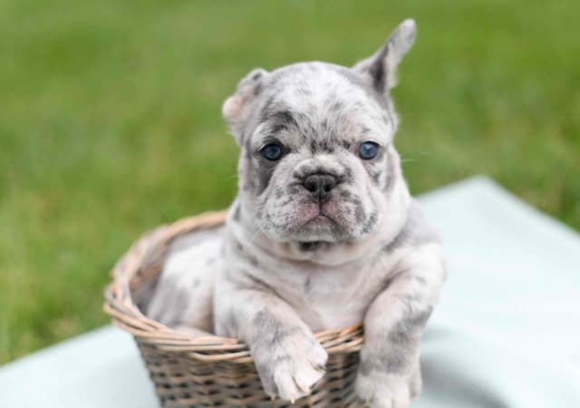 French Bulldog Puppies media 4