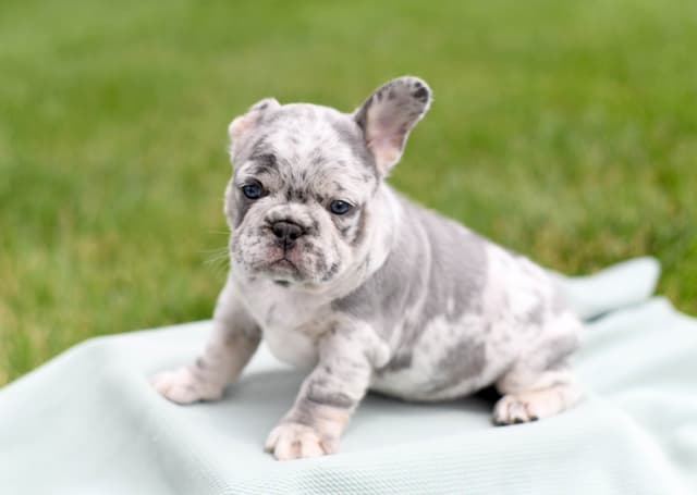 French Bulldog Puppies media 5