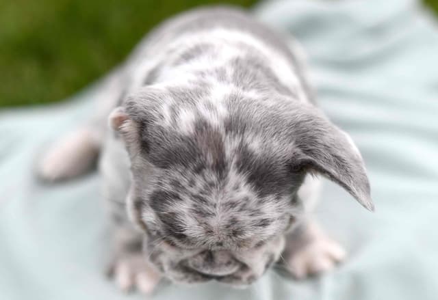 French Bulldog Puppies media 7