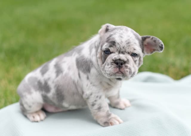 French Bulldog Puppies media 6