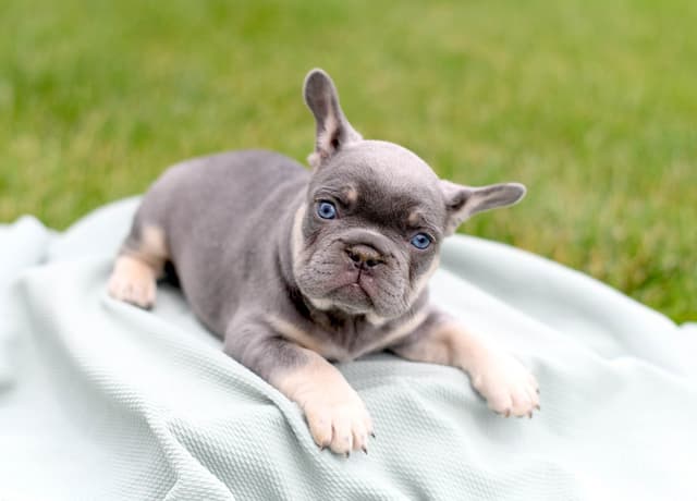 French Bulldog Puppies media 3