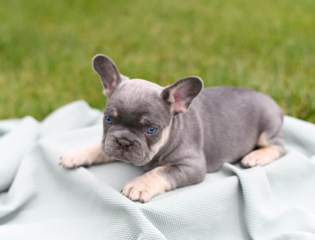 French Bulldog Puppies media 2