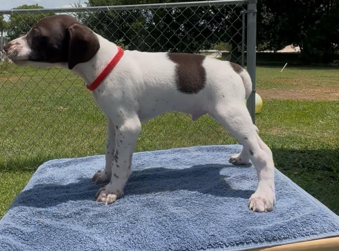 German Shorthaired Pointer Puppies breeder image 3