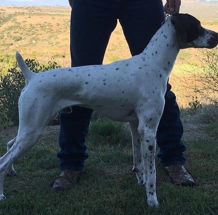 German Shorthaired Pointer Puppies breeder image 9