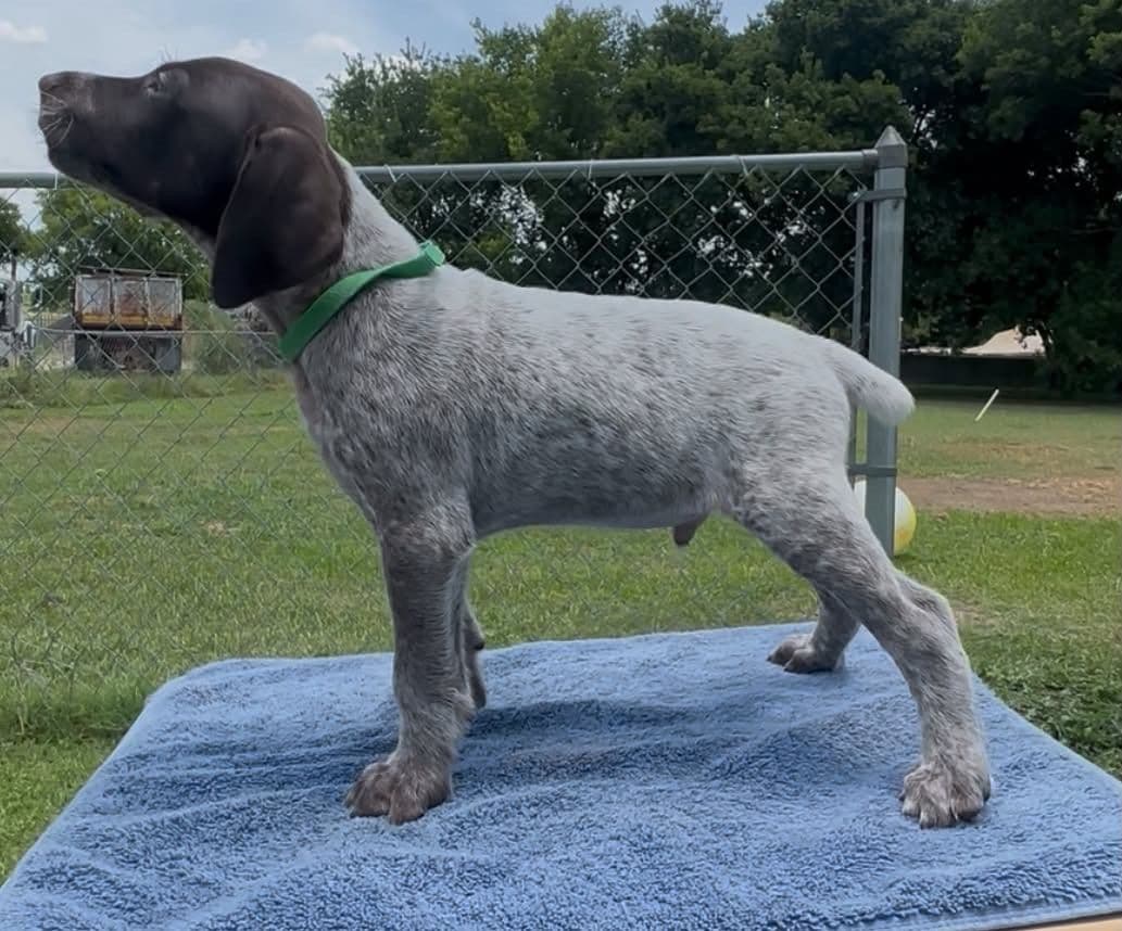 German Shorthaired Pointer Puppies breeder image 1
