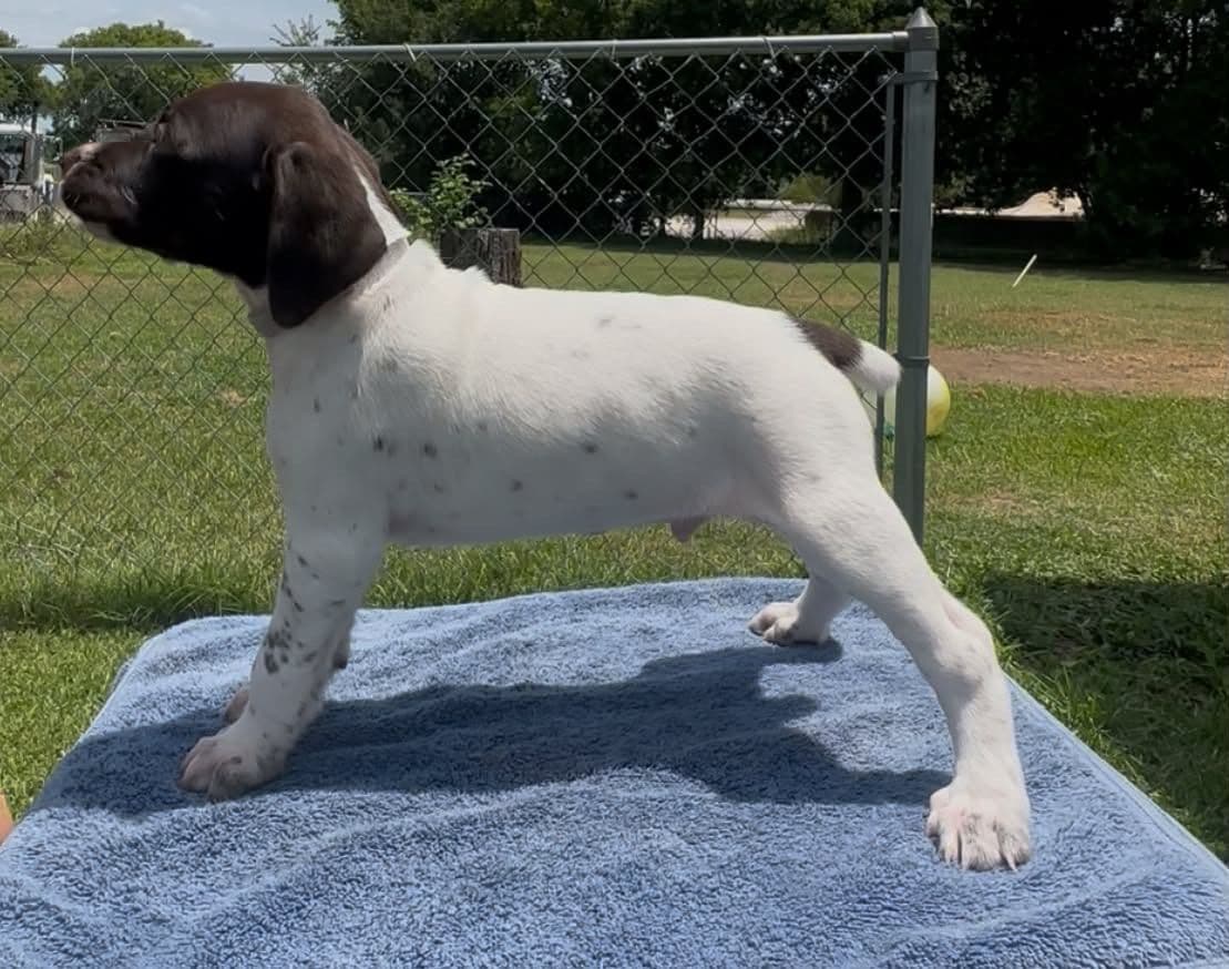 German Shorthaired Pointer Puppies breeder image 7