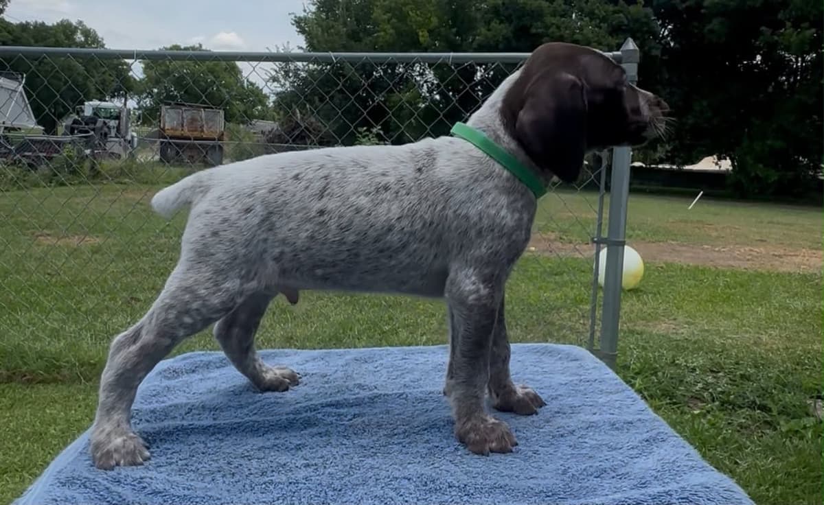 German Shorthaired Pointer Puppies breeder image 2