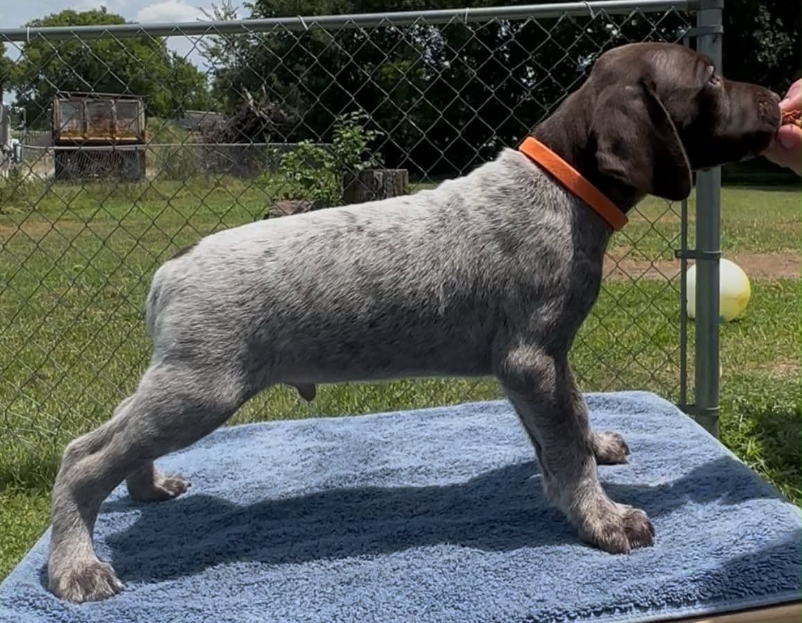 German Shorthaired Pointer Puppies breeder image 5