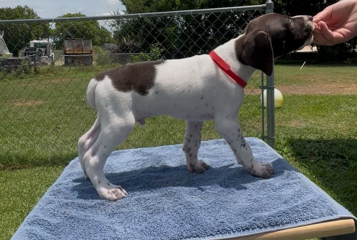 German Shorthaired Pointer Puppies breeder image 4