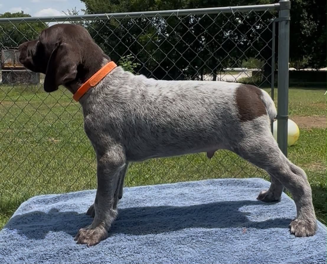German Shorthaired Pointer Puppies breeder image 6