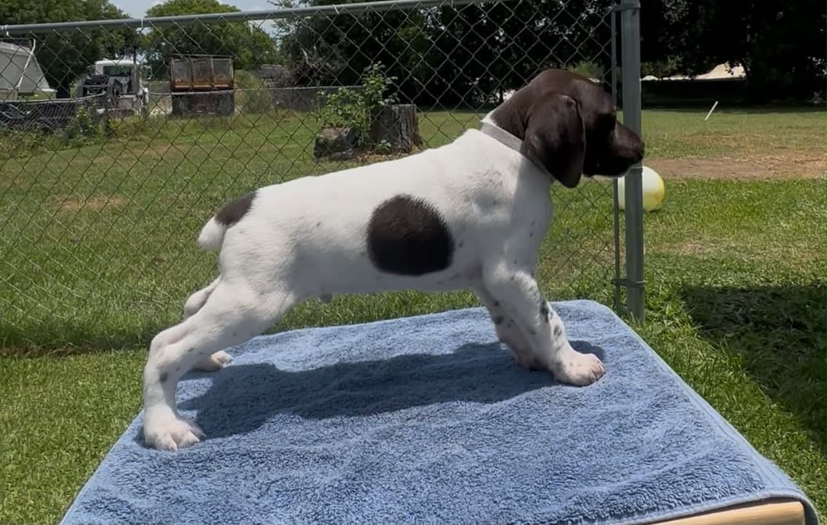 German Shorthaired Pointer Puppies breeder image 8