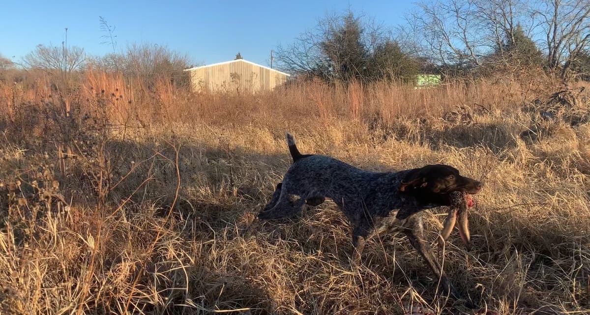 German Shorthaired Pointer Puppies breeder image 10
