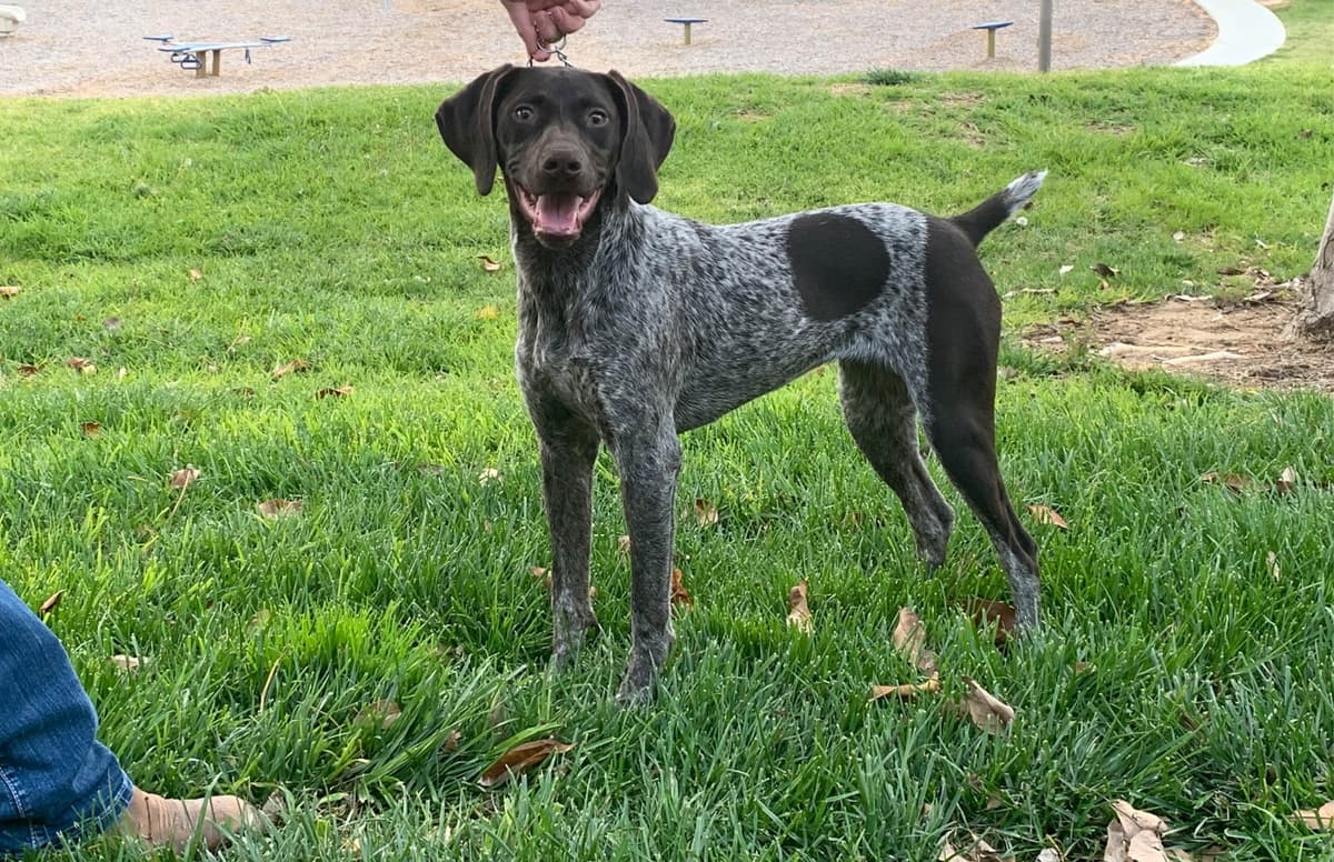 German Shorthaired Pointer Puppies breeder image 13