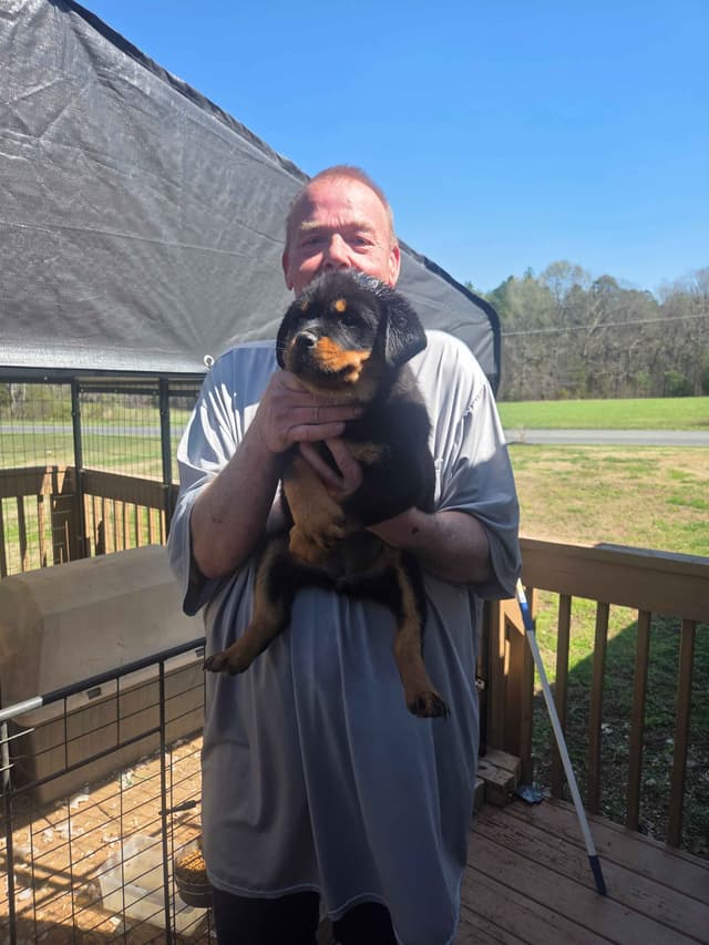 Rottweiler Puppies media 2