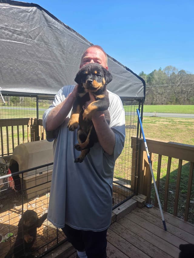 Rottweiler Puppies media 3